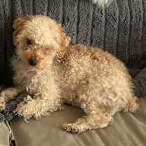 Thumbnail photo of Jack O'Lantern #1