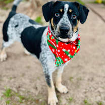 Thumbnail photo of Ralphetta 25-10-140 #2