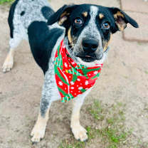 Thumbnail photo of Ralphetta 25-10-140 #3