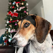 Thumbnail photo of Linda Long Ears #4