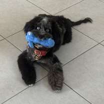 Thumbnail photo of Bluey #2