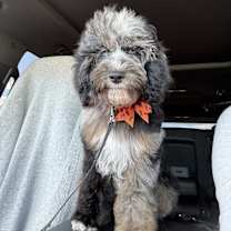 Thumbnail photo of Bluey #1