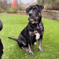 Thumbnail photo of Stevie #2