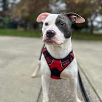 Thumbnail photo of Echo #2