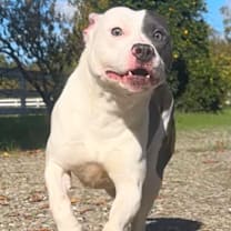 Thumbnail photo of Echo #3