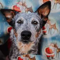 Thumbnail photo of Blue #2