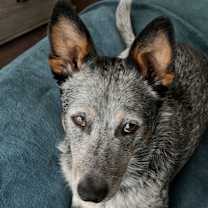 Thumbnail photo of Blue #3