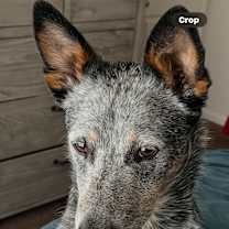 Thumbnail photo of Blue #4