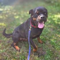 Thumbnail photo of Chloe #3