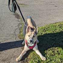 Thumbnail photo of Jaxson #1