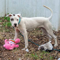 Thumbnail photo of Jif #4