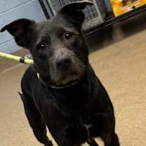 Thumbnail photo of Bodhi #2