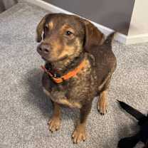 Thumbnail photo of Goose #2