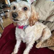 Thumbnail photo of Molly #2