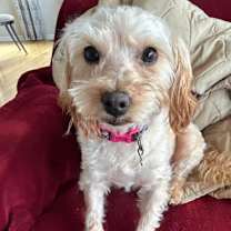 Thumbnail photo of Molly #4