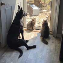 Thumbnail photo of Fig #1