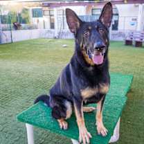 Thumbnail photo of ARLO #2