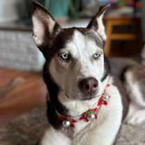 Thumbnail photo of Blue Steel #1