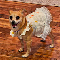 Thumbnail photo of Lola #3