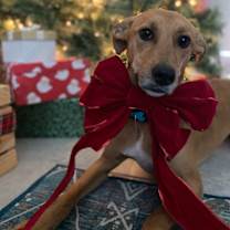 Thumbnail photo of Nola #1