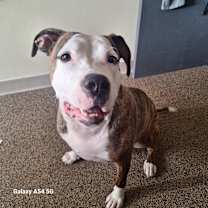 Thumbnail photo of Freeda (Adoption Fee Sponsored) #2