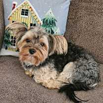 Thumbnail photo of Rex #3