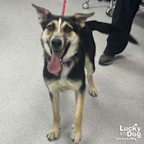 Thumbnail photo of Shine #2