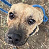 Thumbnail photo of Rufus #3