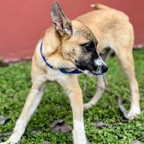 Thumbnail photo of Ryder #2