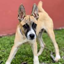 Thumbnail photo of Ryder #3