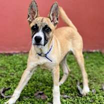 Thumbnail photo of Ryder #4