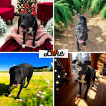 Thumbnail photo of Luke #1