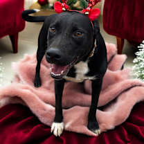 Thumbnail photo of Luke #2