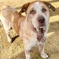 Thumbnail photo of Aldo #2