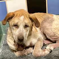 Thumbnail photo of Aldo #3