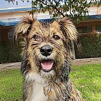 Thumbnail photo of Tallulah #2