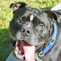 Thumbnail photo of Kane *In Training & SPONSORED* #2