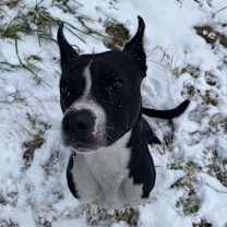 Thumbnail photo of Harvey #4