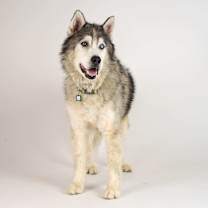 Thumbnail photo of Beastie Boy 13447 #1