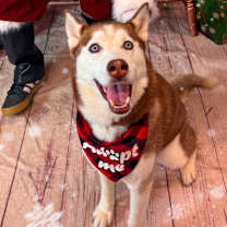 Thumbnail photo of Nugget #3