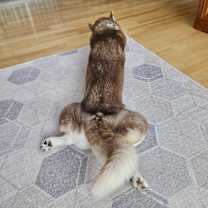 Thumbnail photo of Nugget #4