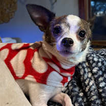 Thumbnail photo of Chino #3