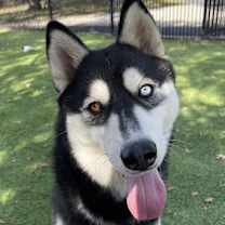 Thumbnail photo of Aurora #1