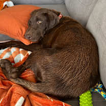 Thumbnail photo of Hazel #2