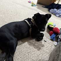 Thumbnail photo of Snookie #2