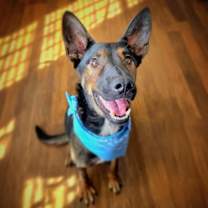 Thumbnail photo of Cricket #1