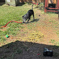 Thumbnail photo of Snookie #3