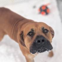 Thumbnail photo of Athena #2