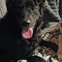 Thumbnail photo of Pixie #1