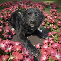 Thumbnail photo of Pixie #2